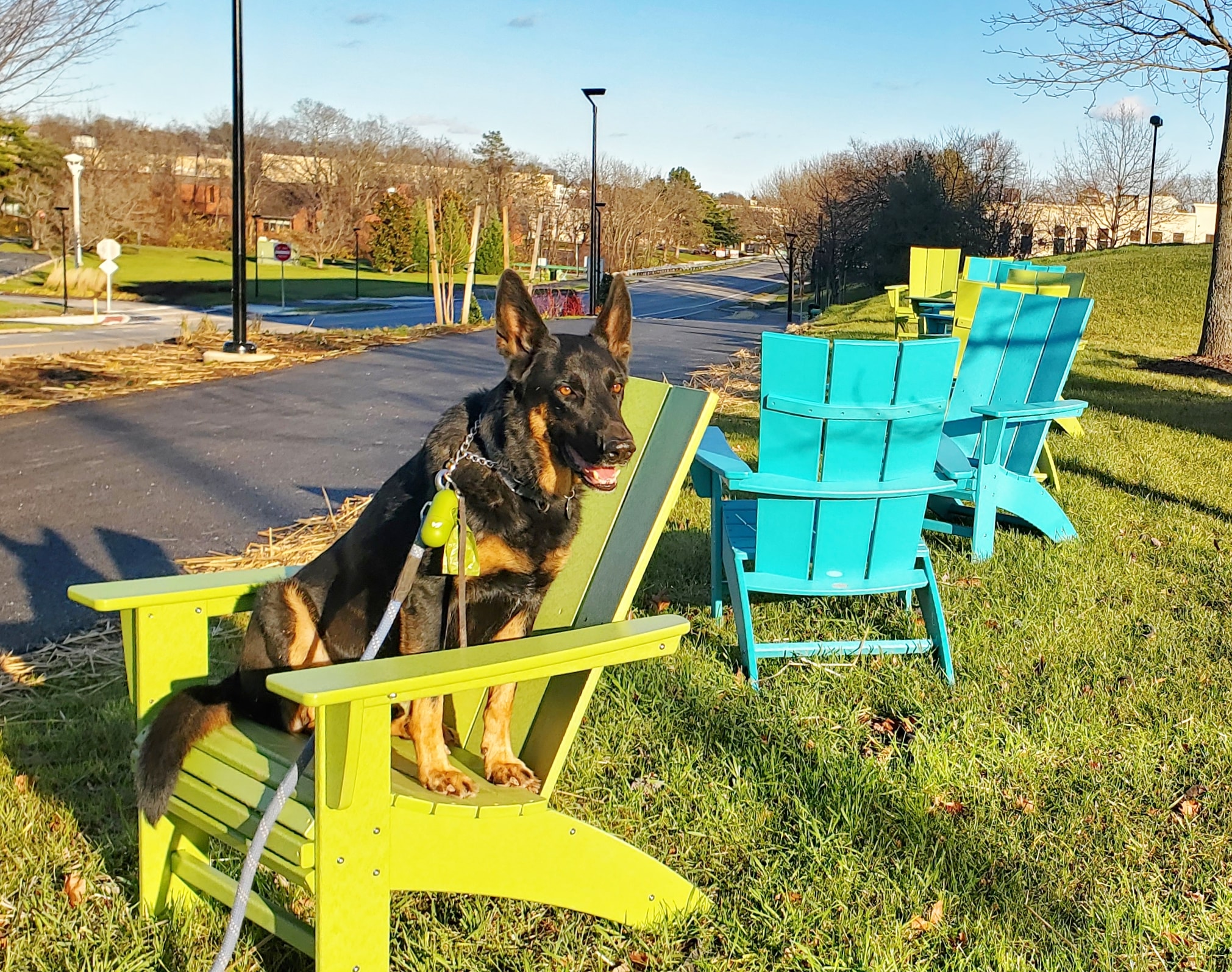 dog sitting on a brightly colored chair next to a wide pathway