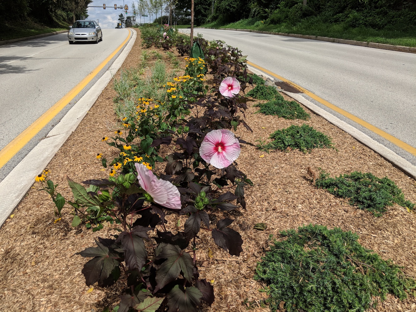 flowers and bushes in a road median