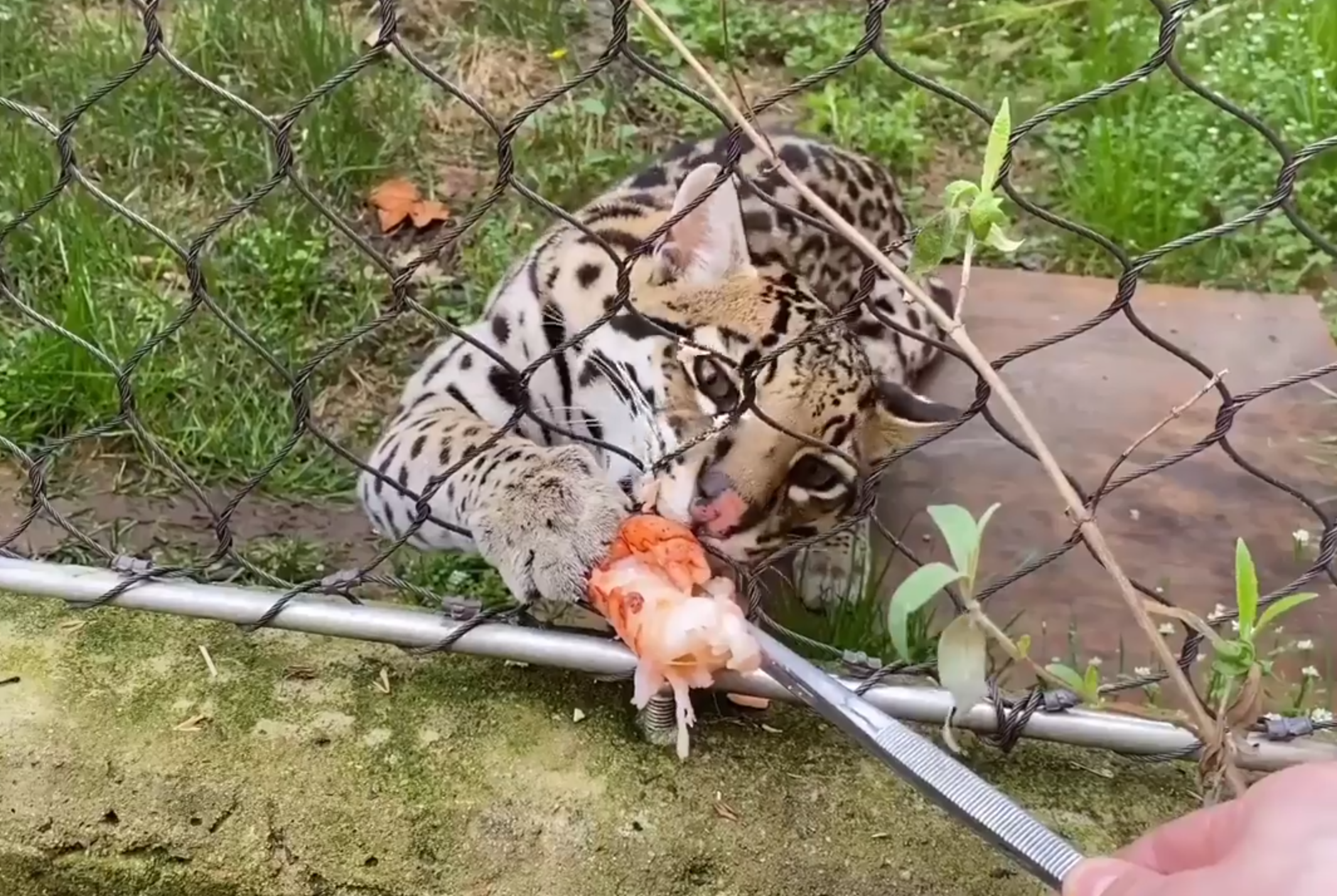 Ocelot behind a fence eating a lobster tail
