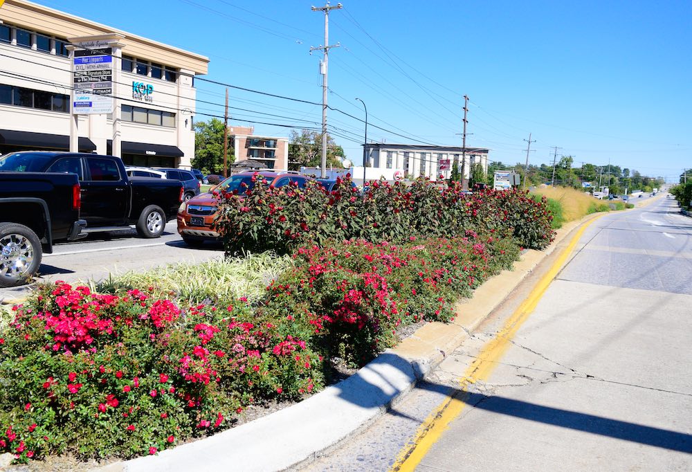 landscaped median
