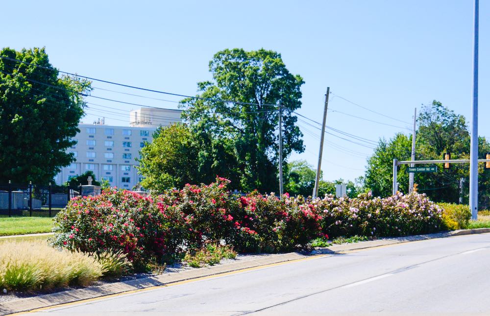 landscaped median