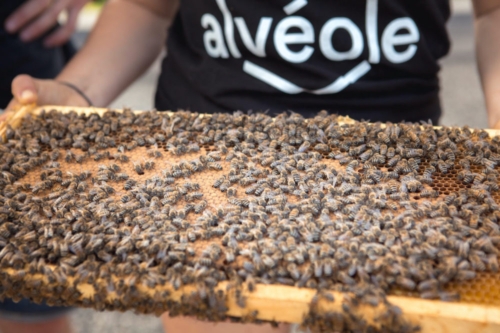 close up of person holding part of a beehive covered with bees