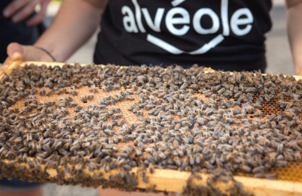 close up of person holding part of a beehive covered with bees