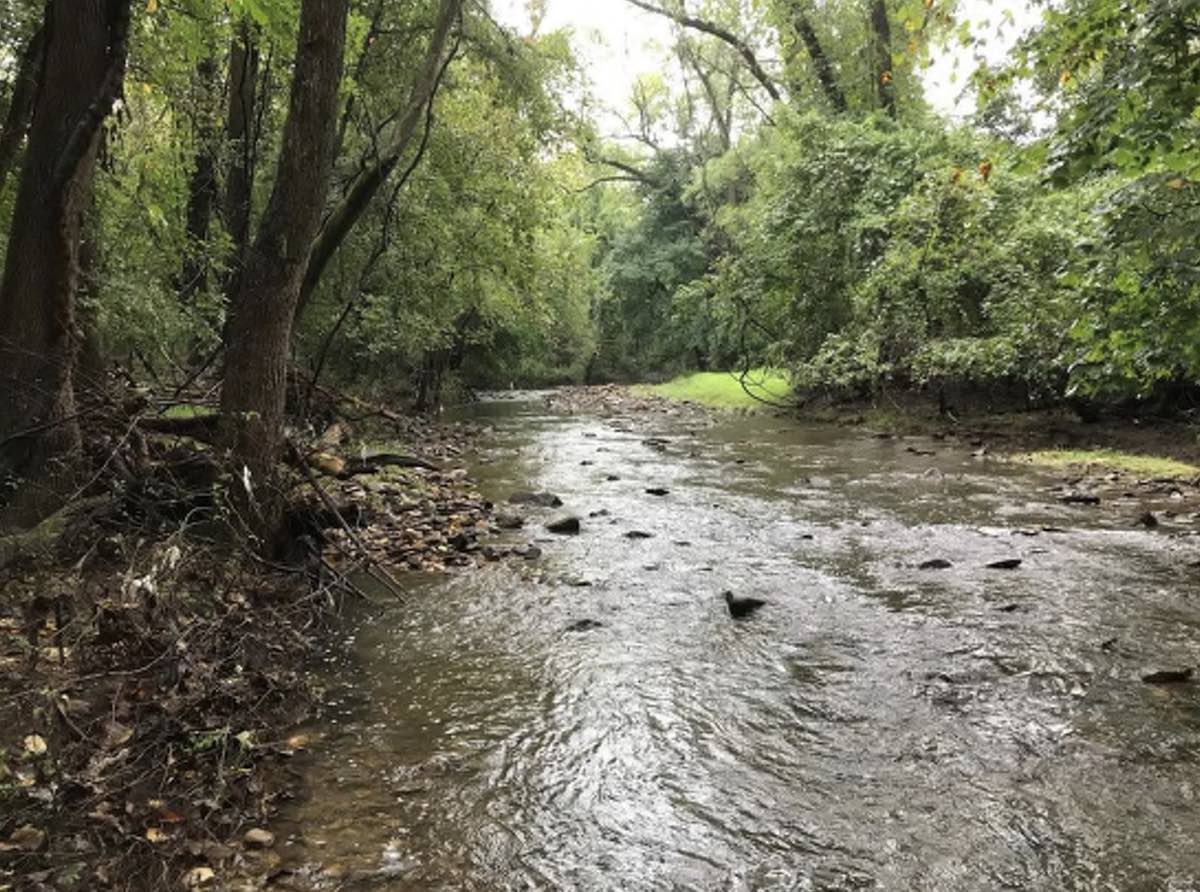 creek in a wooded area