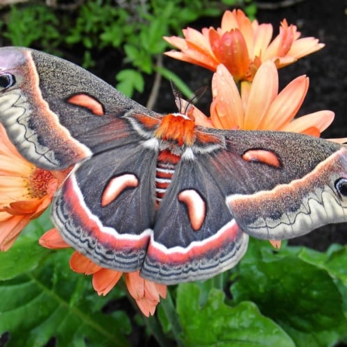 a brightly colored moth on a flower