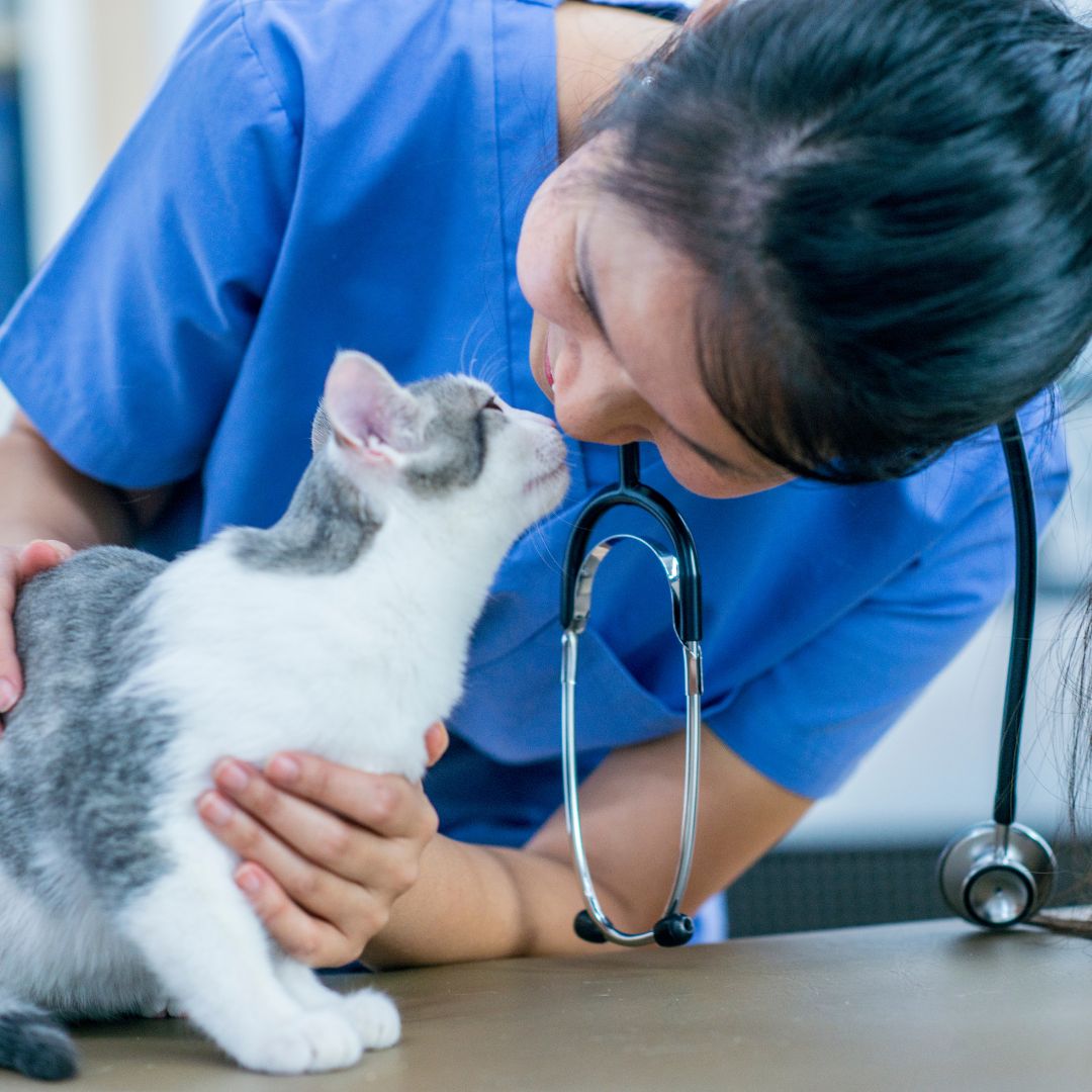 veterinarian touching noses with a cat