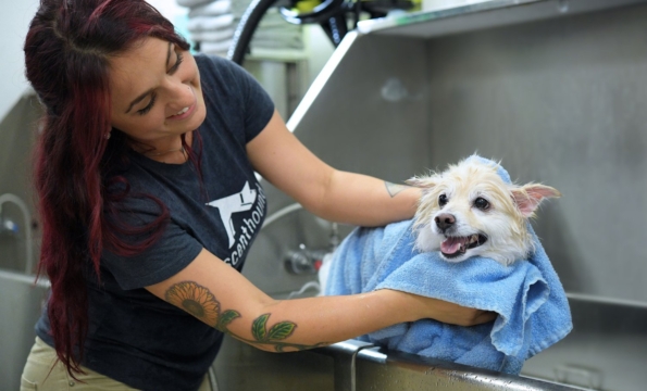person drying off a small white dog in a dog wash station