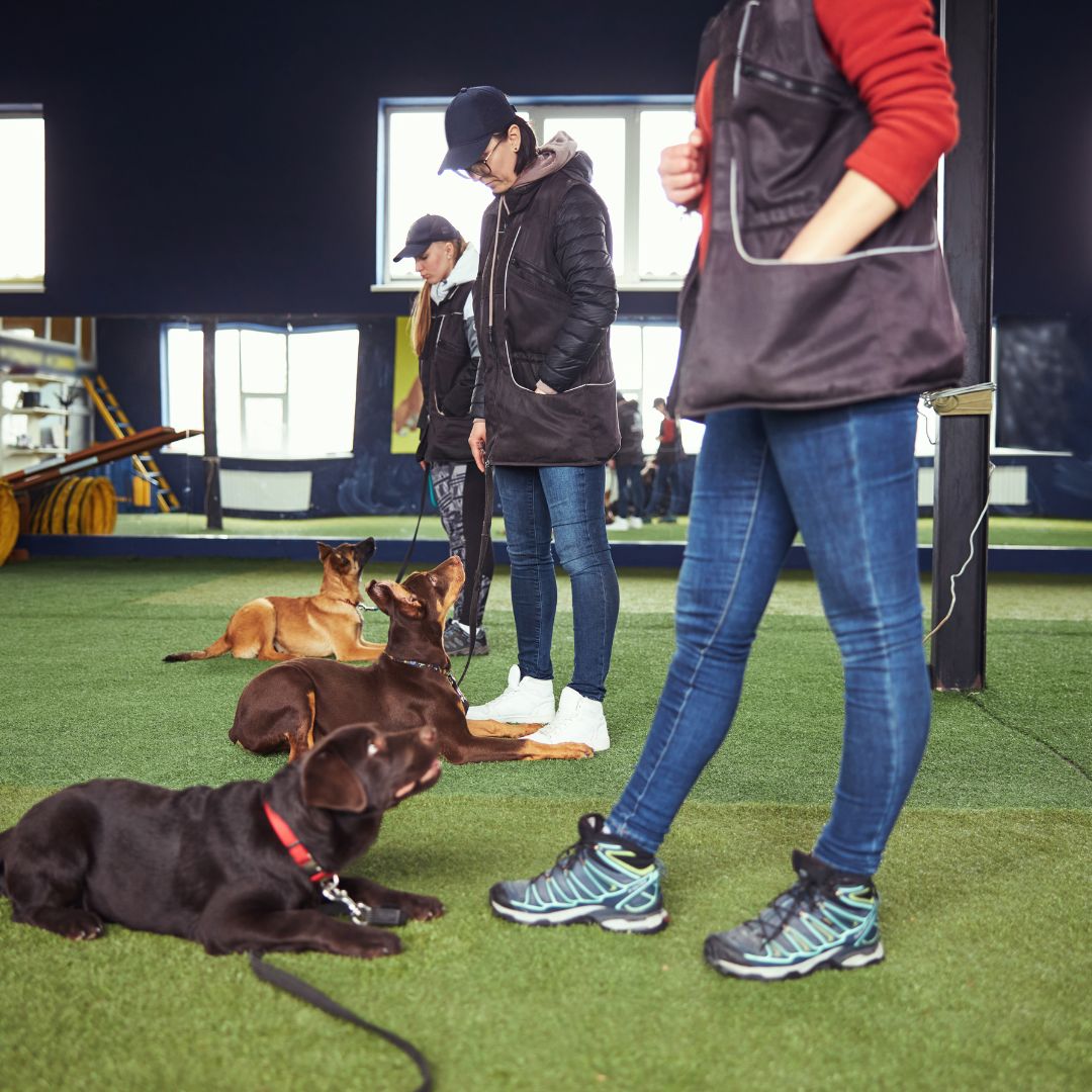 dogs laying down on astro turf with people standing in front of them