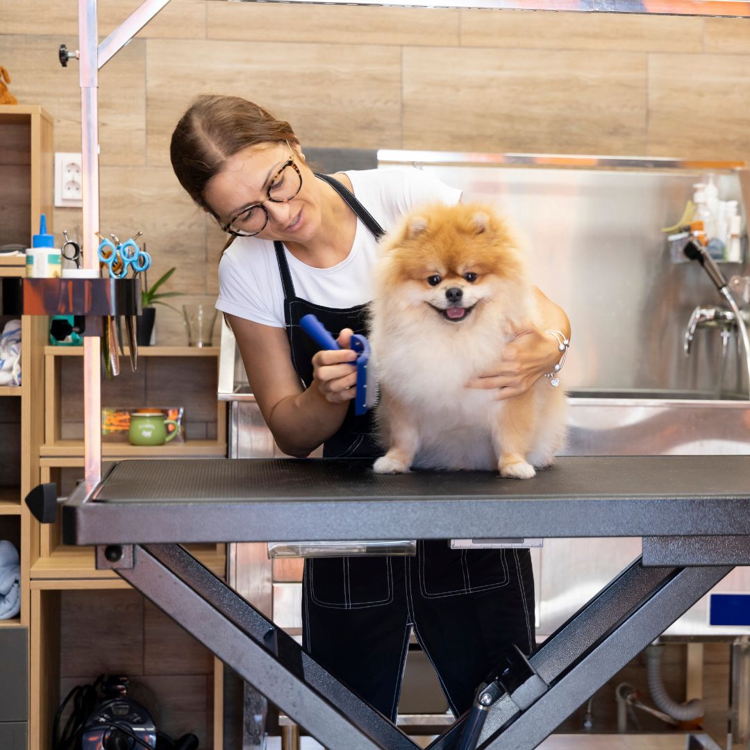 Fluffy dog on a grooming table with dog groomer behind them