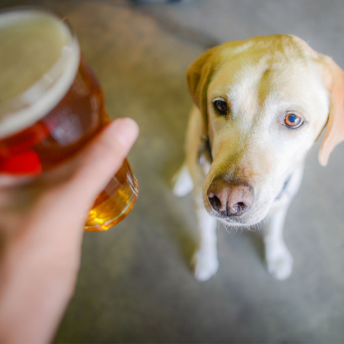 person holding a pint of beer near a dog