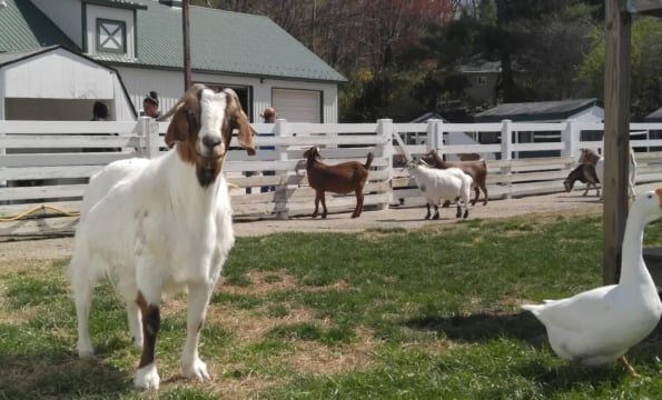 goats and a duck inside of white fencing