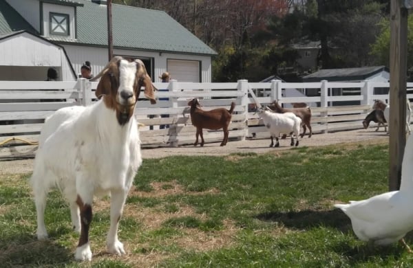 goats and a duck inside of white fencing