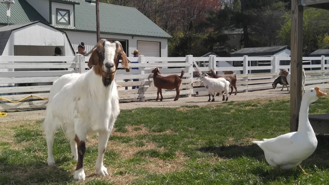 goats and a duck inside of white fencing