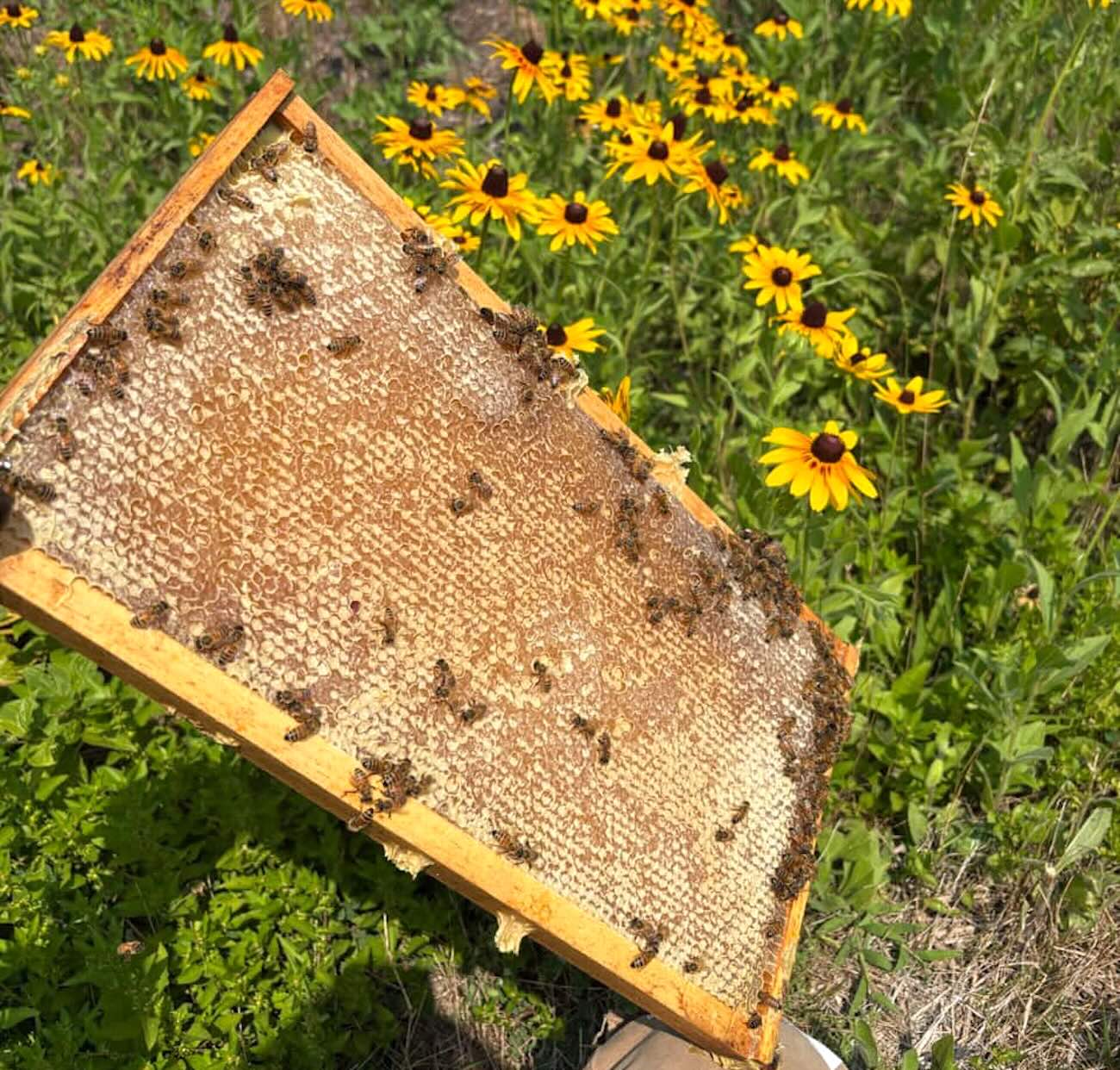 bee hive screen and black eyes susans in the background
